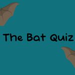 The Bat Quiz - Walkthrough | Trophy Guide | Achievement Guide